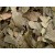 Cut Ginkgo biloba Leaves