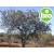 Organic Sandalwood Spicatum Essential Oil