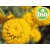 Organic Santolina Chamomile Essential Oil