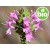 Organic Spanish Oregano Essential Oil (Carrasqueño Thyme)