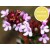 Red Thyme - Nature-Identical