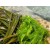 Marine Posidonia Complex - Moisturising
