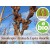 Sea Buckthorn Young Shoots - Gemmotherapy
