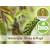 Walnut Young Shoots - Gemmotherapy