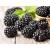 Blackberry Fragrance