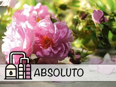 Rosa Damascena - Óleo Absoluto