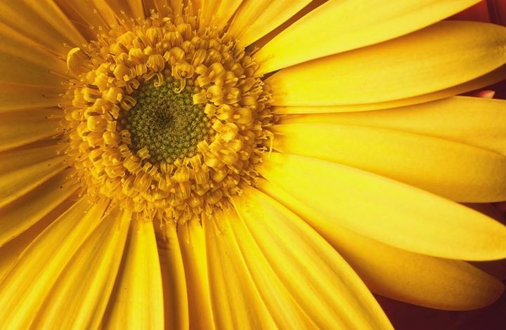 Óleo de Arnica