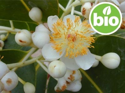 Óleo de Calófilo (Tamanú) 1ª pressão BIO