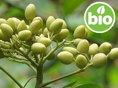 Óleo de Neem Virgem de 1ª pressão BIO