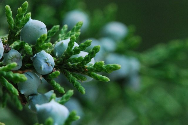 Cedro-da-virgínia