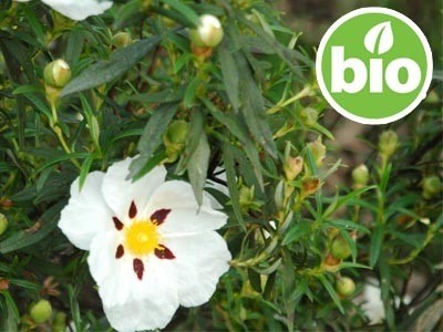 Hidrolato de Esteva BIO