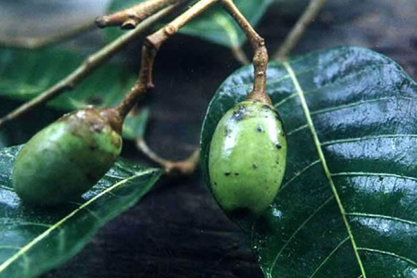 Elemi