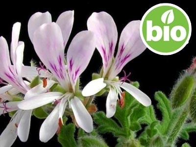 Hidrolato de Gerânio Bourbon BIO - Microfiltrado