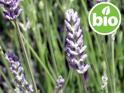 Lavandim super, BIO - Lavandula x burnatii clone super