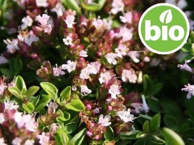 Óleo Essencial de Orégãos Compactos / da Estremadura BIO
