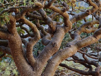 Óleo Essencial de Incenso - Boswellia carterii