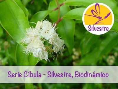 Óleo Essencial de Mirto-anisado - Syzygium anisatum