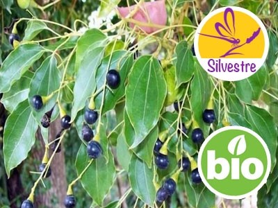 Óleo Essencial de Ravensara Aromática - Silvestre
