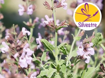 Óleo Essencial de Salvia Triloba Silvestre