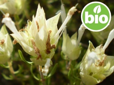 Óleo Essencial de Tomilho Membranaceus BIO