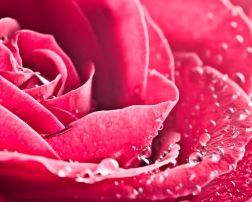 Água de Rosas Natural - (Rosa Damascena)