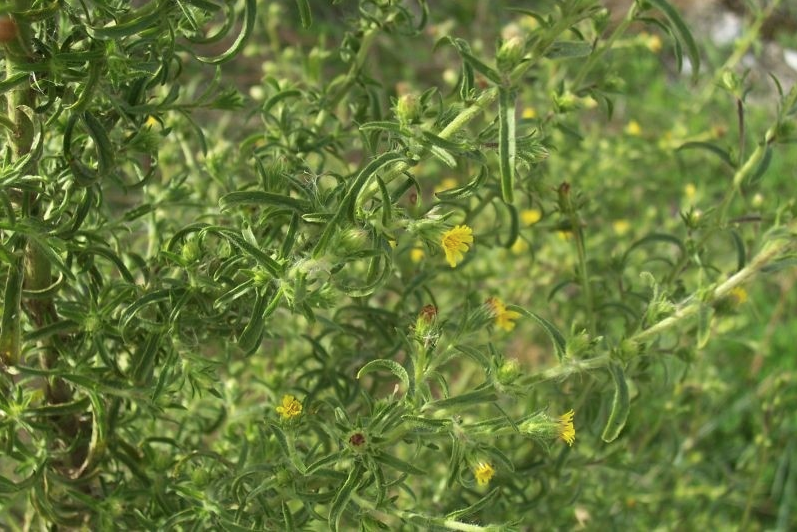 Hidrolato de Erva-dos-bálsamos 100% Natural