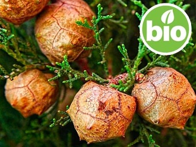 Óleo essencial de Cipreste BIO - Cupressus sempervirens