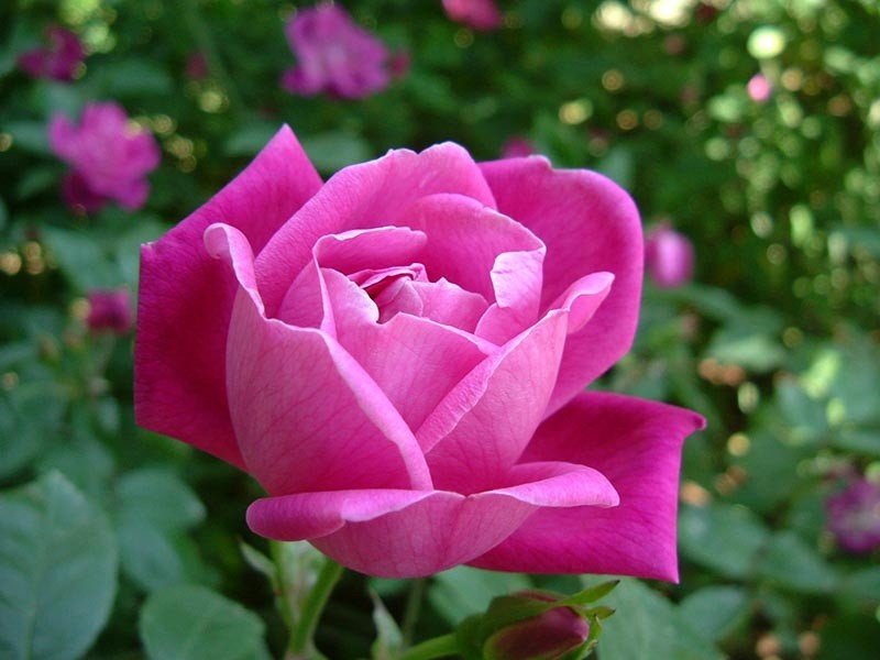Fragrância de Bouquet de Rosas