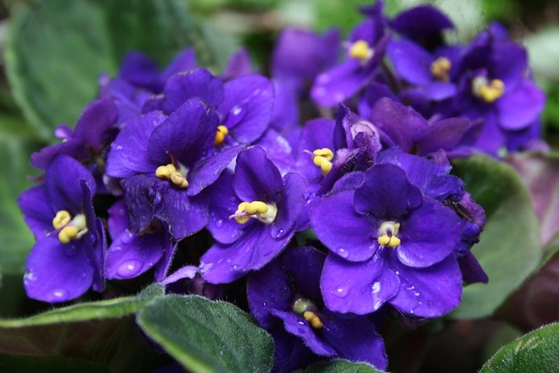 Fragrância de Violeta recém-colhida