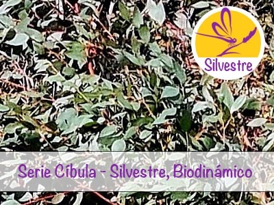 Óleo Essencial de Eucalipto-menta - Silvestre