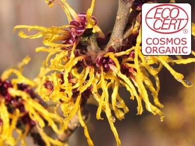 Extrato líquido de Hamamelis Ecocert - Hidroglicerinado.