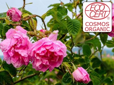  Extrato líquido de Rosa Damascena Ecocert - Hidroglicerinado.