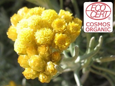 Extrato líquido de Perpétua / Sempre-viva Ecocert - Hidroglicerinado.