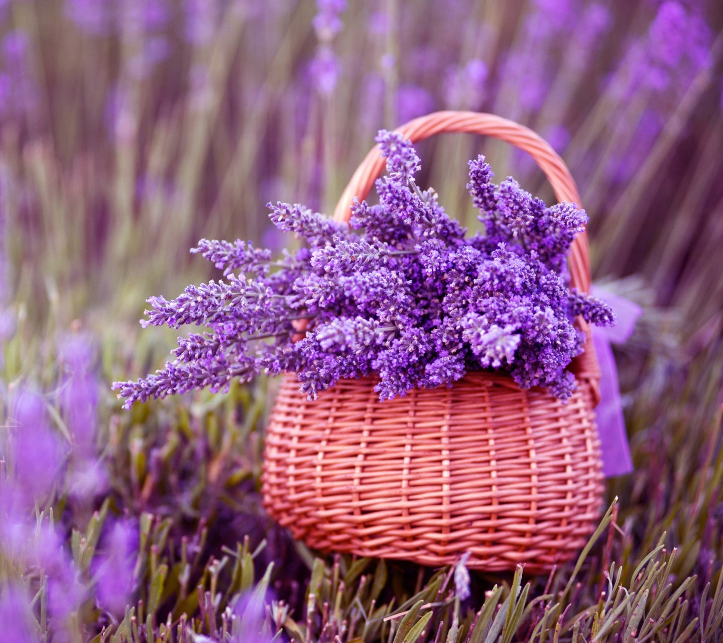 Fragrância de Lavanda