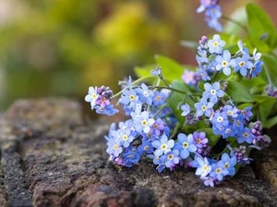 Fragrância de Flor de Não-me-esqueças