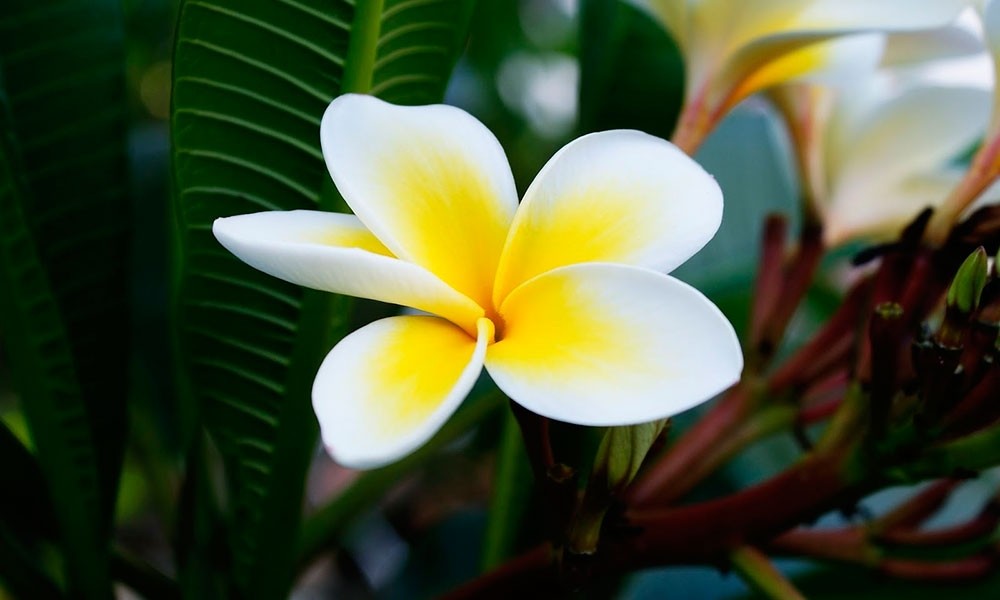Fragrância de Frangipani