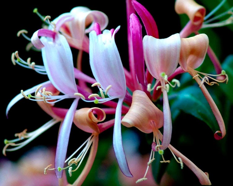 Fragrância de Madressilva