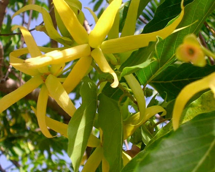 Fragrância de Ylang Ylang