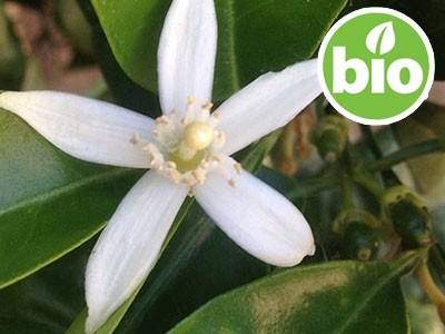 Hidrolato de Flor de laranjeira - Neroli BIO
