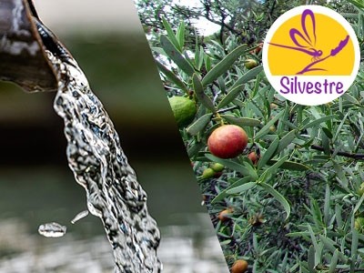 Hidrolato de Sândalo Spicatum Silvestre e BIO