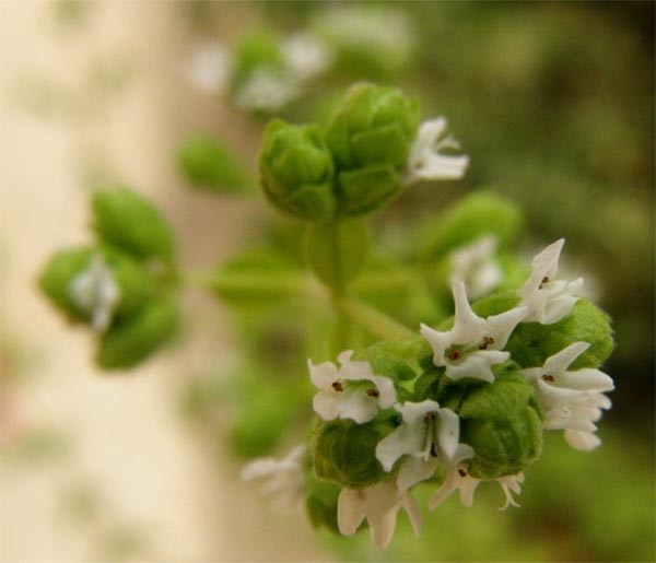 Hidrolato de Manjerona Espanhola BIO