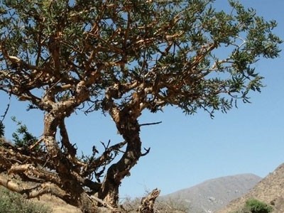 Extrato de Incenso (Boswellia Serrata)