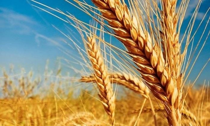 Hidrolisado de proteína de Trigo - Queratina Vegetal
