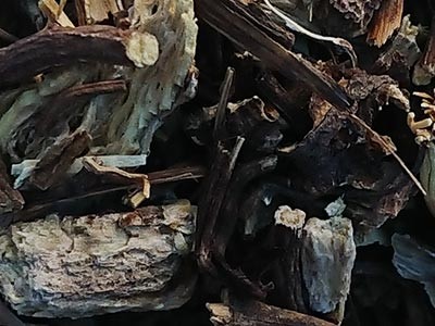 Equinácea Purpurea, planta cortada