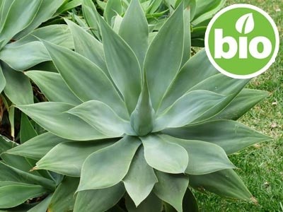 Inulina Vegetal de Agave - Biológica
