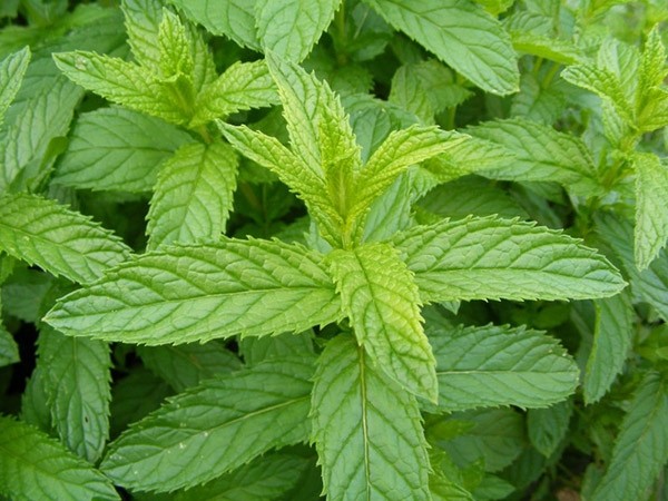 Hidrolato de Hortelã BIO