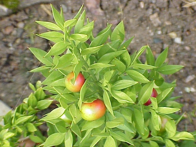 Extrato de Ruscus - Seco