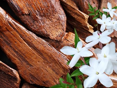 Fragrância de Jasmim e Sândalo