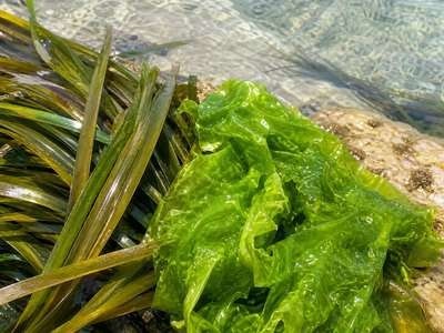 Ulvanean® Posidonia