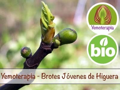 Figueira Rebentos Jovens - Gemoterapia